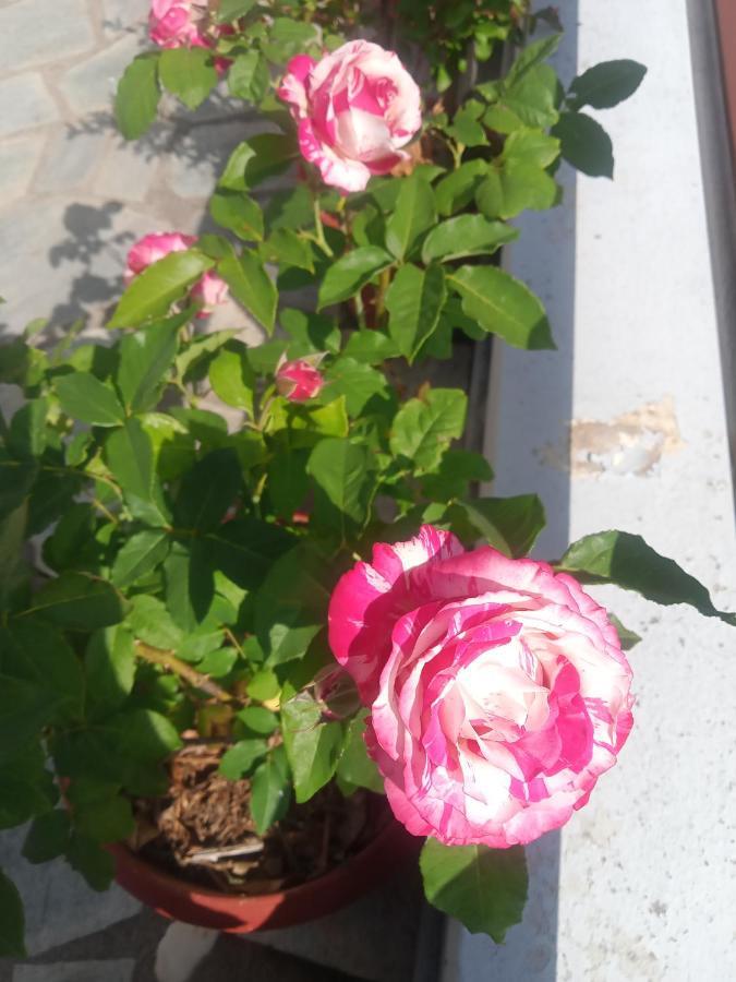 Guesthouse Kallisti Ανήλιο Πηλίου Εξωτερικό φωτογραφία